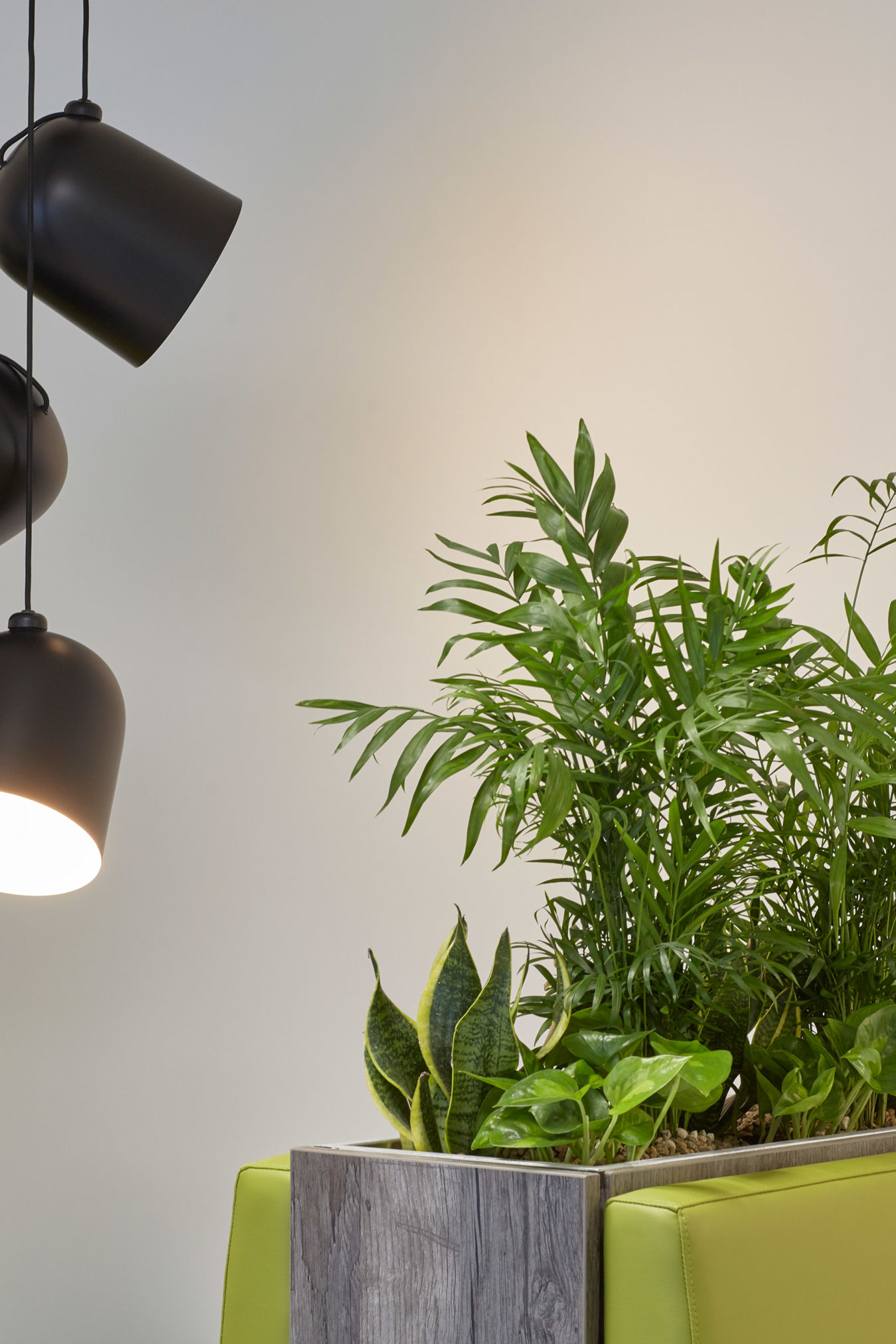Hanging black lamps illuminate a lush green potted plant on a wooden stand, set against a neutral wall, creating a modern interior decor scene.