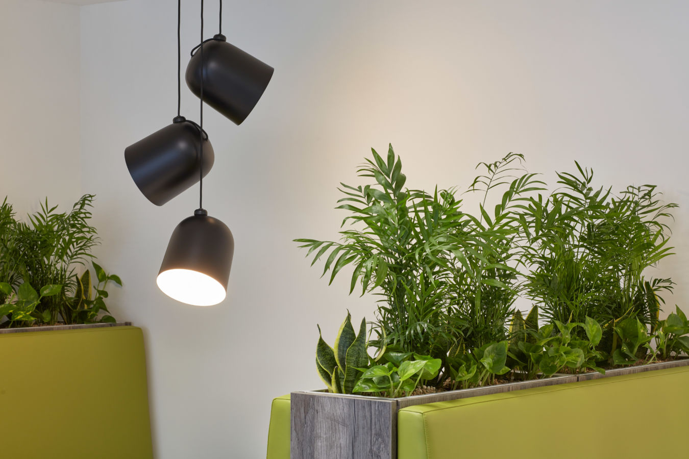 Hanging black lamps illuminate a lush green potted plant on a wooden stand, set against a neutral wall, creating a modern interior decor scene.
