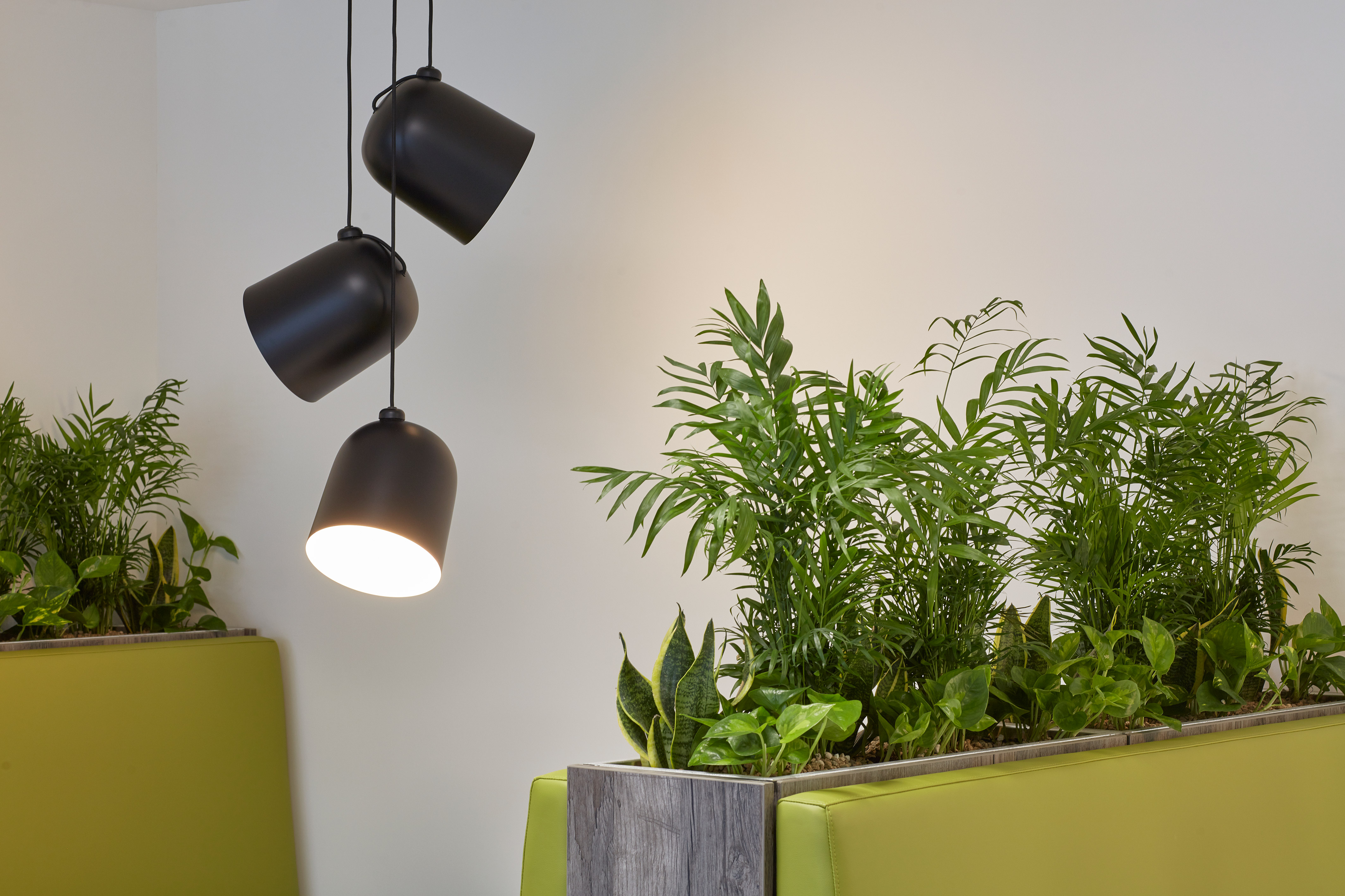 Hanging black lamps illuminate a lush green potted plant on a wooden stand, set against a neutral wall, creating a modern interior decor scene.