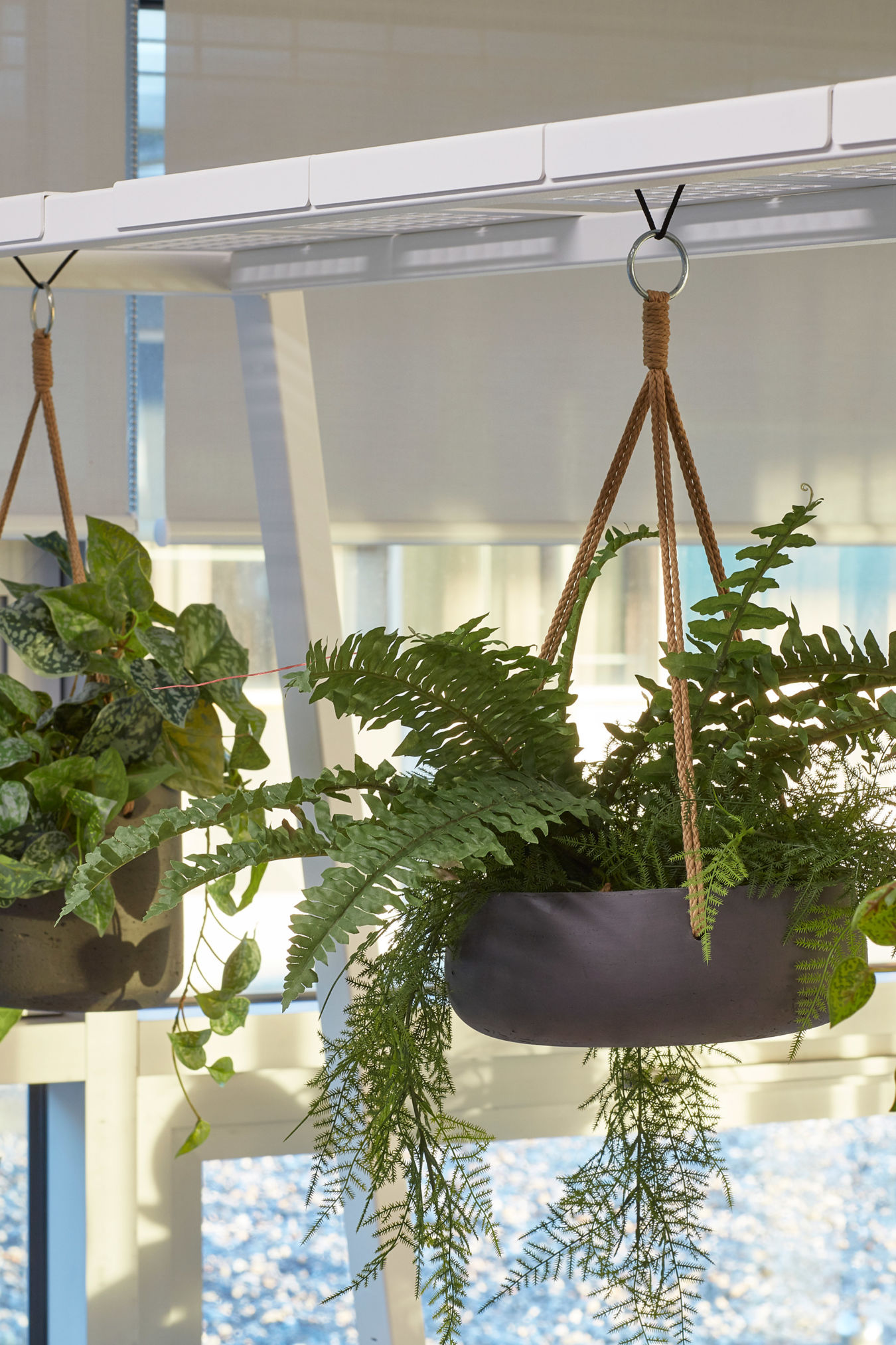 Hanging plants in brown pots are suspended by ropes from a white shelf, with sunlight filtering through large windows in the background.