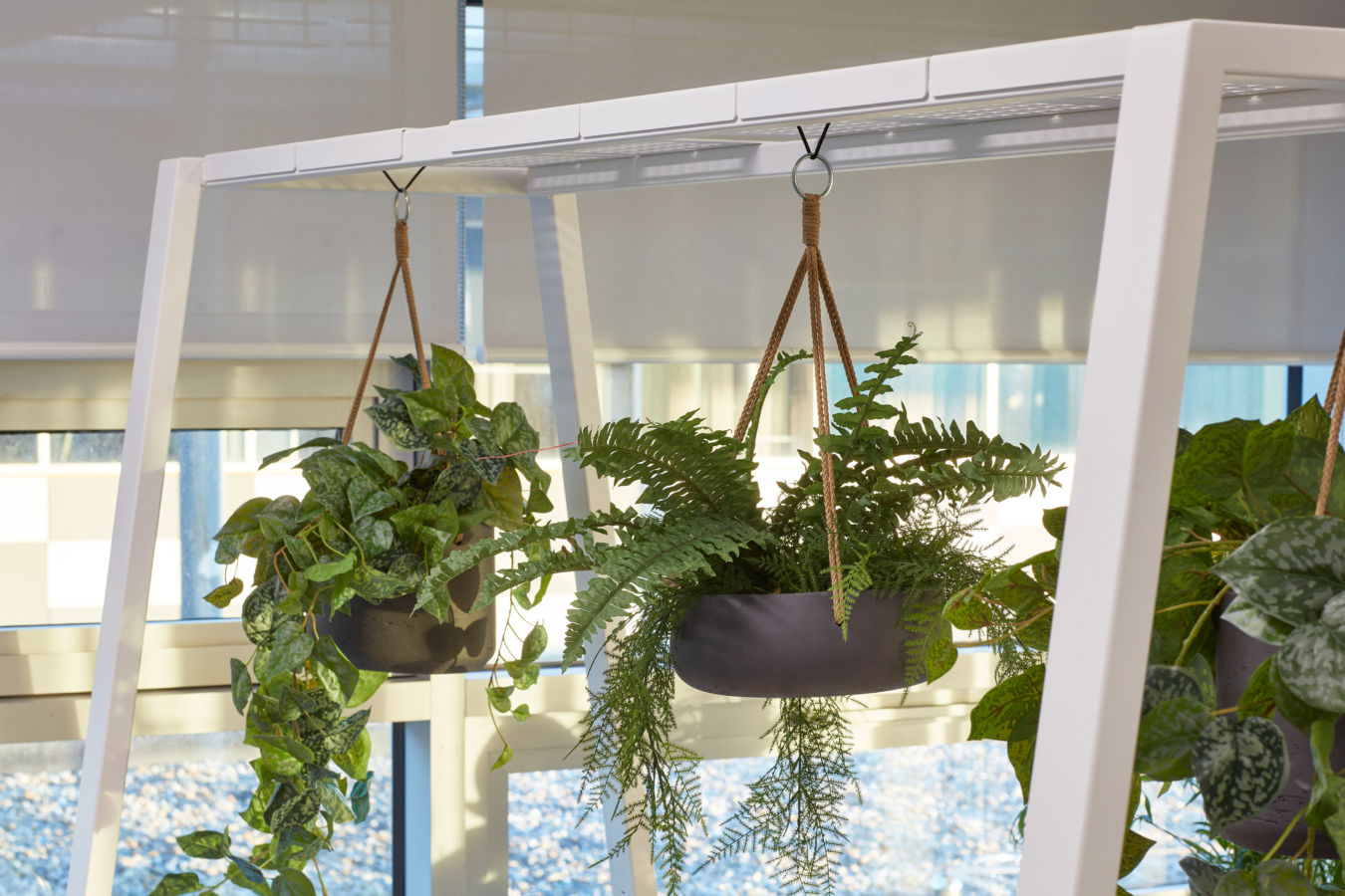Hanging plants in brown pots are suspended by ropes from a white shelf, with sunlight filtering through large windows in the background.
