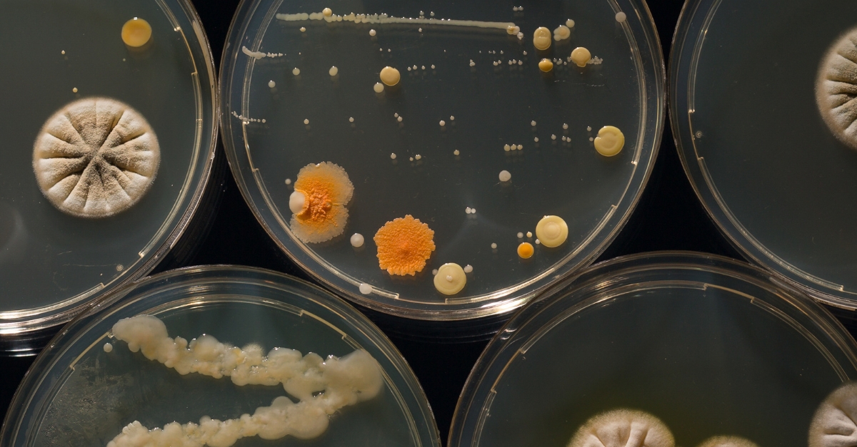 Petri dishes containing diverse bacterial colonies and mold, displayed against a dark background, showcasing varied colors and textures like orange, white, and fuzzy patches.