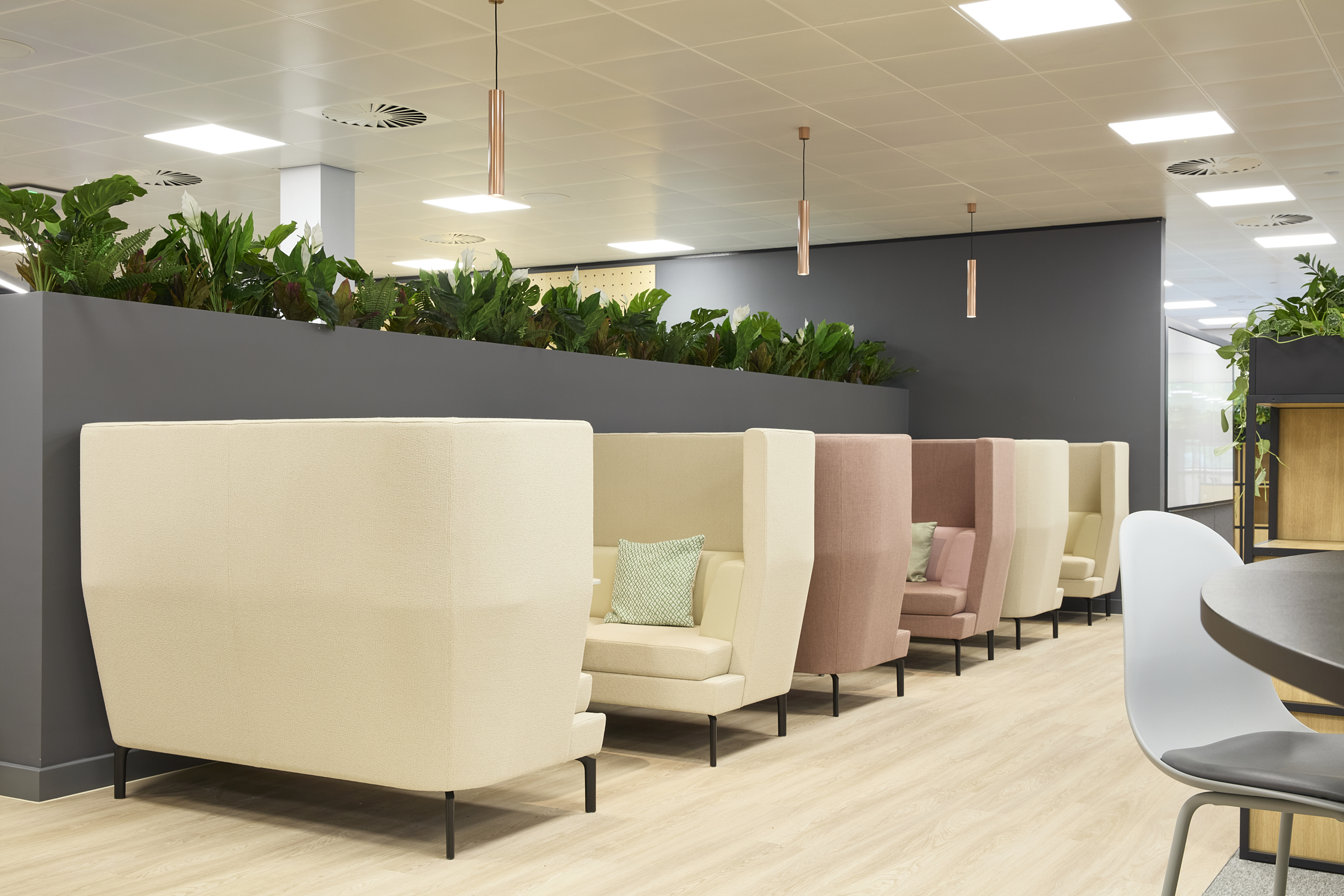 Modern office seating area with cream and pink high-backed chairs separated by plants on a gray partition. Bright, calm ambiance with wood flooring