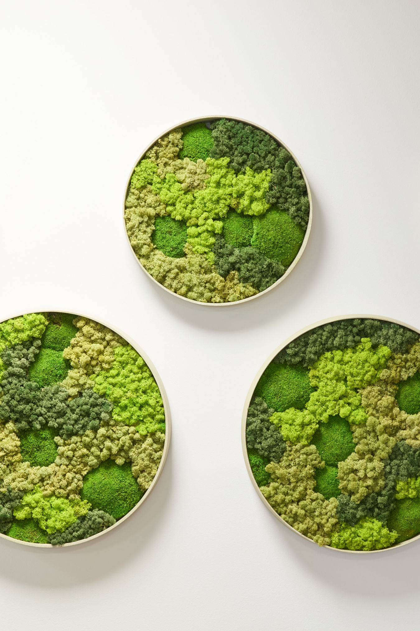 Three circular frames display vibrant green preserved moss, forming a textured, organic pattern. The composition is set against a plain white background, creating a minimalist, natural wall art design.