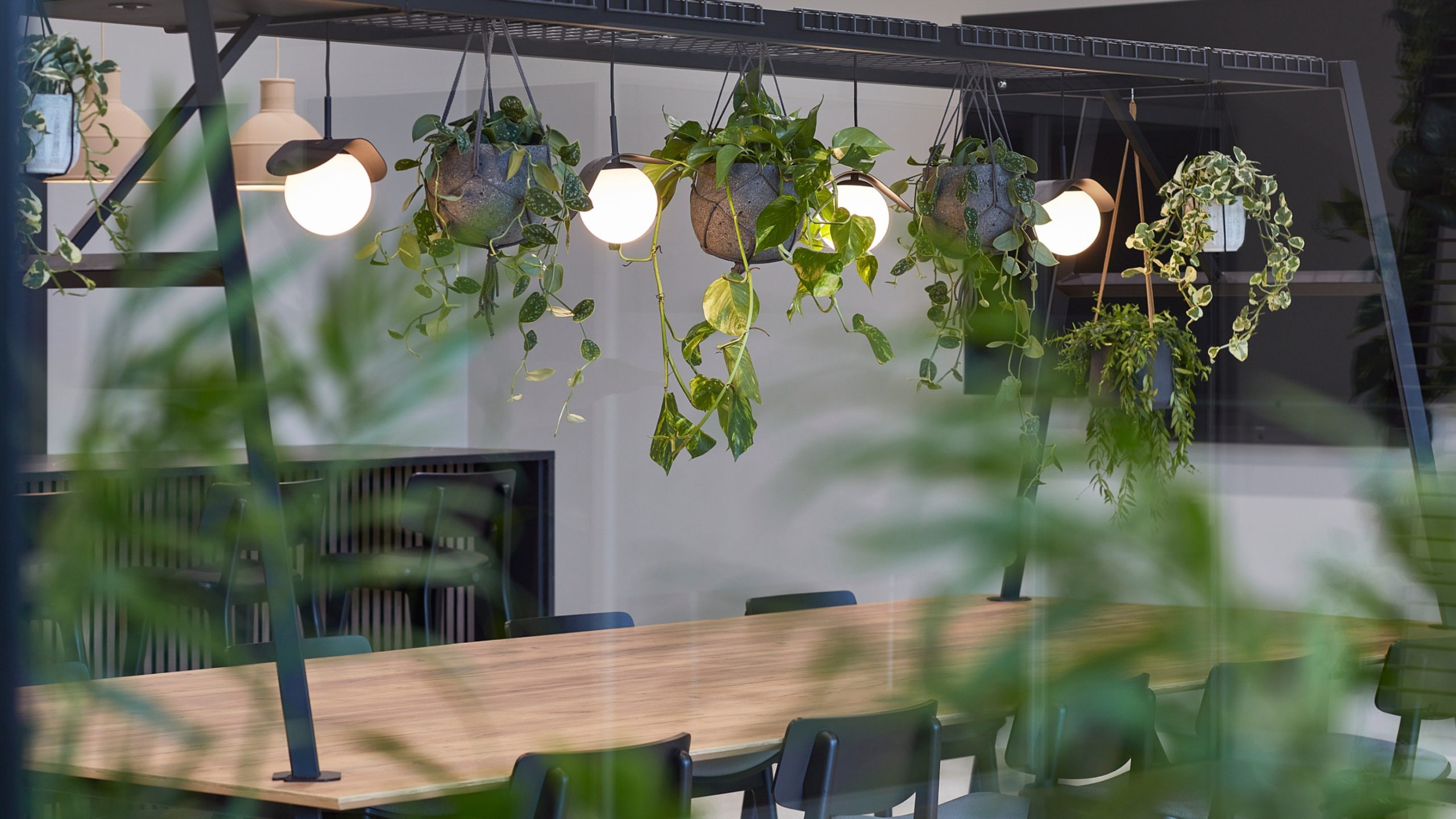 Hanging plants and circular lights adorn a modern office setting above a long wooden table with black chairs, surrounded by greenery, creating a natural, airy ambiance.