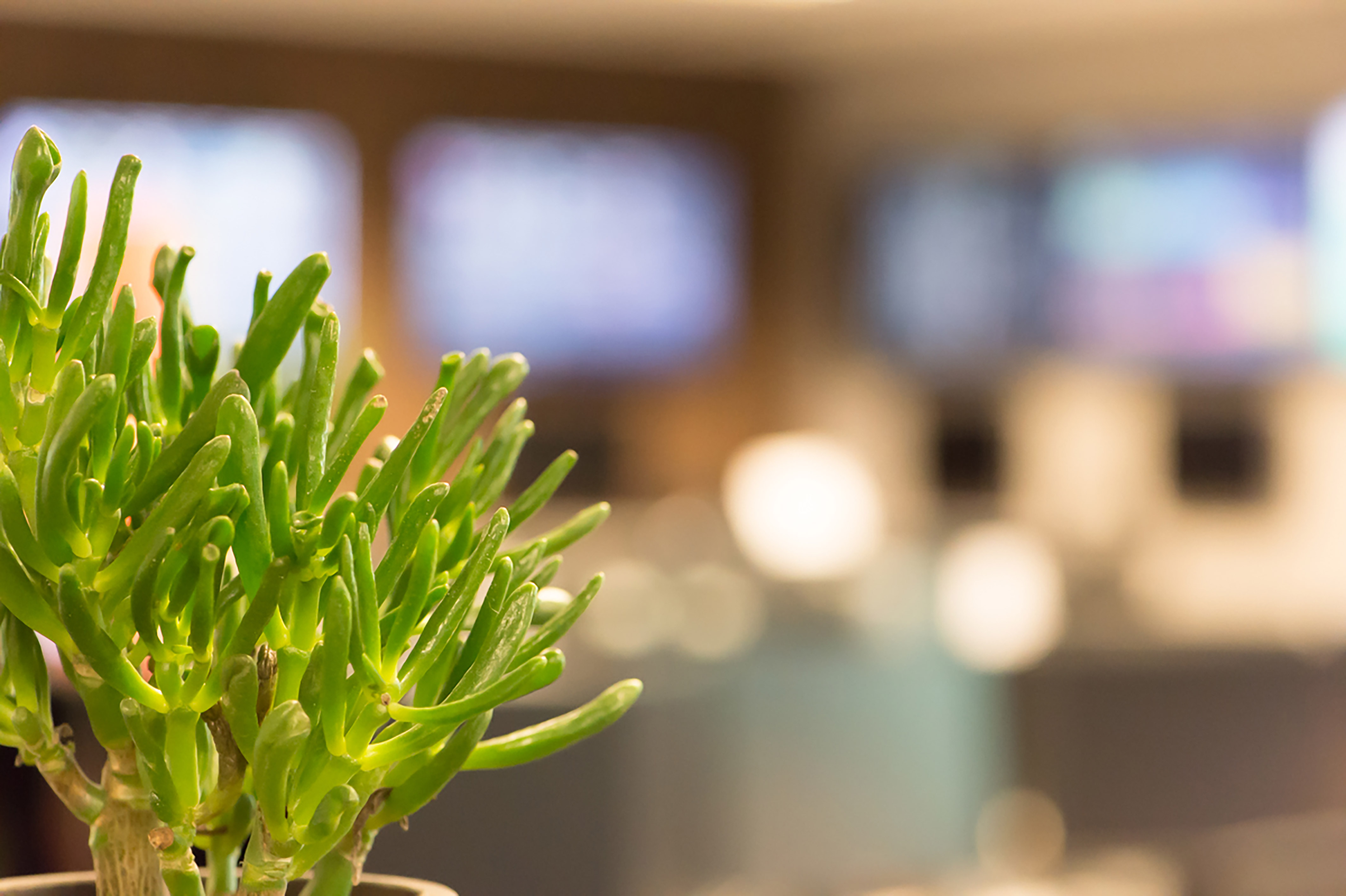 A green succulent plant sits in the foreground, with blurry television screens and electronic equipment visible in an office setting behind it.