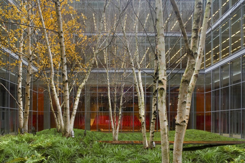 NewYorkTimesBirchTreeGarden