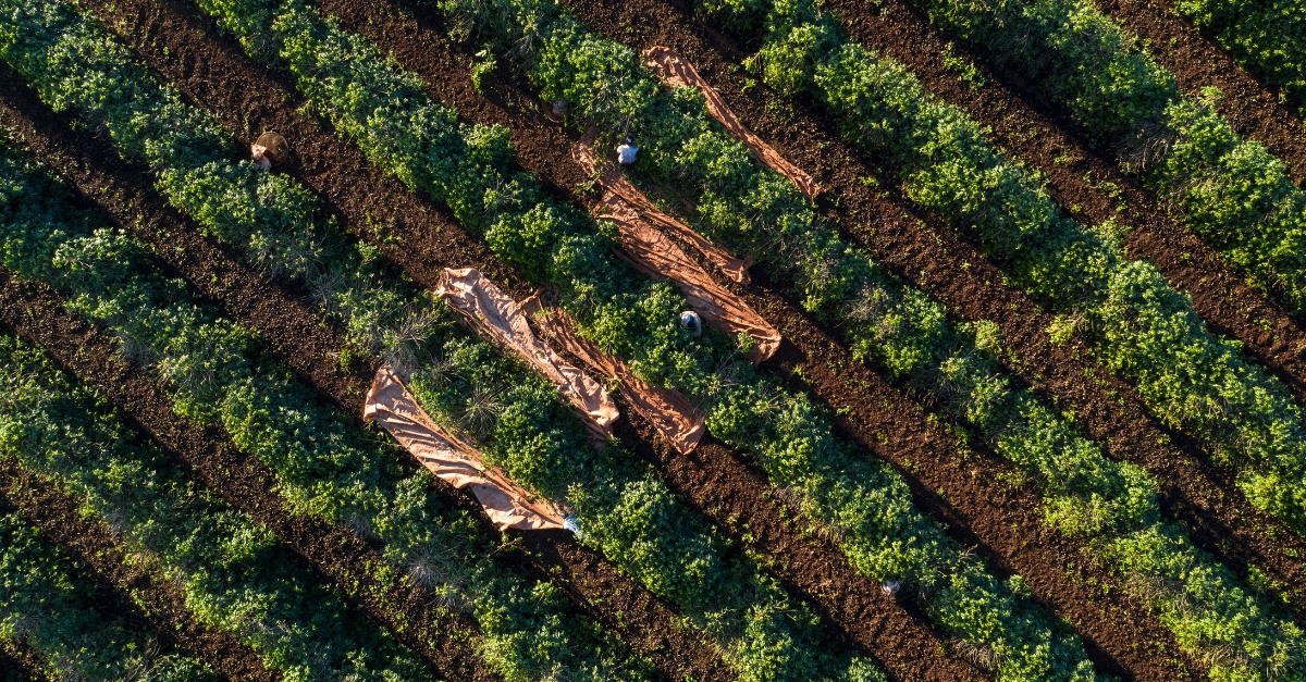 Aerial view of farmers harvesting crops, using tarps between lush green rows, on a neatly arranged farmland.