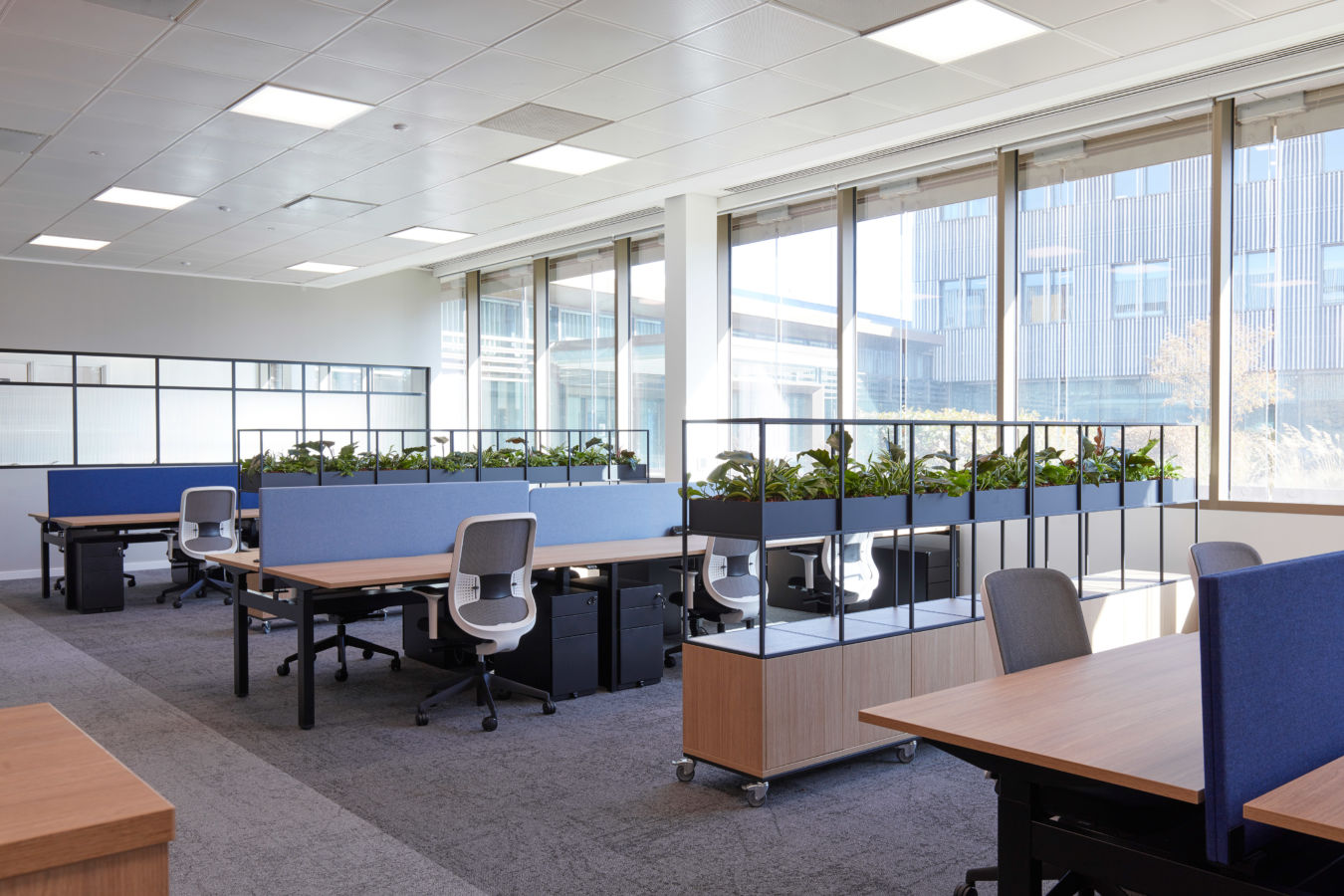 Modern office space with open-plan desks and blue dividers, lined with potted plants. Large windows provide ample natural light, creating a bright, airy atmosphere.
