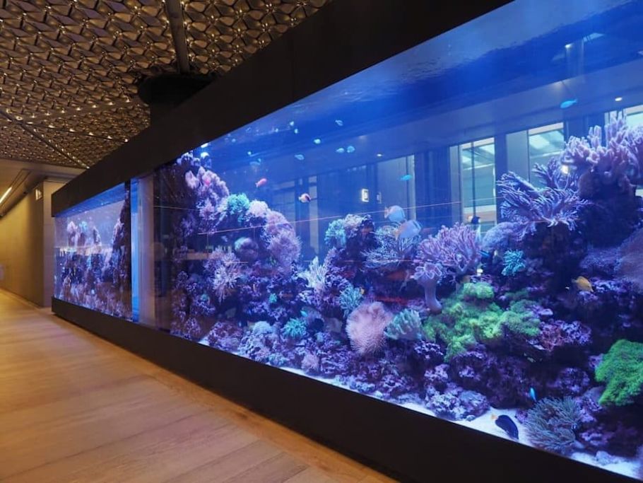 Fish Tank from Bloomberg's London Office - Biophilic Design - COEL