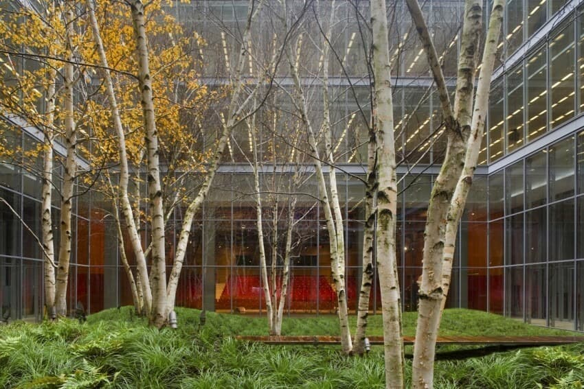 New York Times Birch Tree Garden - Biophilic Design - COEL